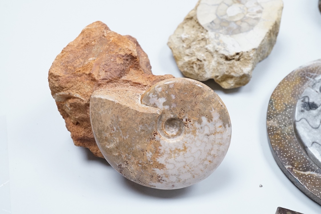 Natural history interest, comprising four ammonites, a fossil and two gemstones